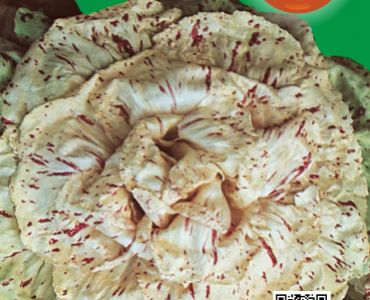 цикория Variegata`SG