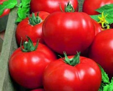 домати Shourouq F1 (детерминантни)