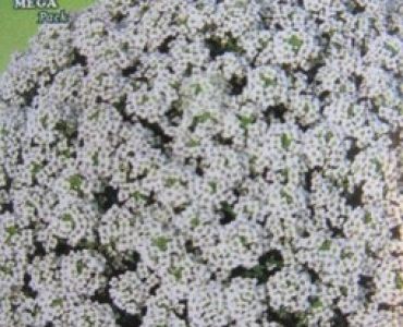 Алисум - бял