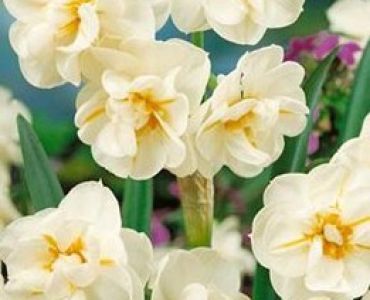 нарцис Multiflora Sir Whinston Churchill (по няколко цвята на дръжка)