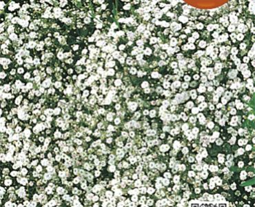 Гипсофила Елеганс (бяла)`SG