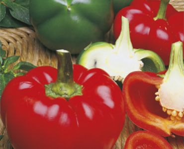 пипер Камби Топепо`SG