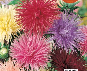 Астра Игличеста смес`SG