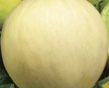 пъпеш Honey Dew`SG