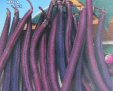фасул Пурпурна шушулка - нисък