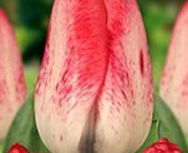 лале Kameleon Denise (изменящи цвета си)