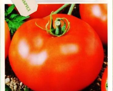 домати Елена F1