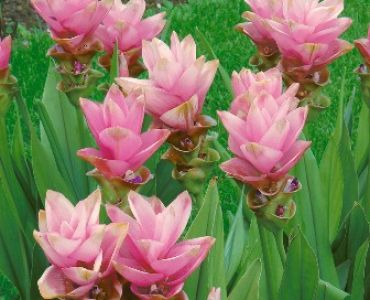 Куркума Розова (Curcuma alismatifolia pink)