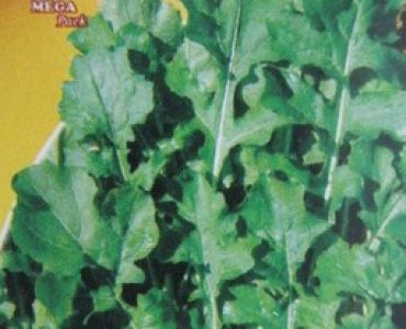 Рукола - култивирана