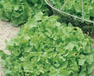 салата Salad Bowl`SG