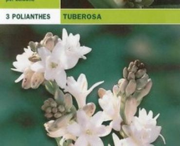 тубероза - Polianthes tuberosa
