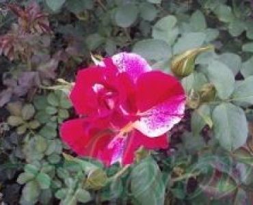 Облагородена катереща роза Флоров