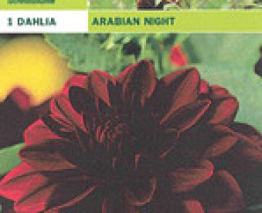 далия Arabian Night