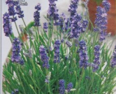 Лавандула