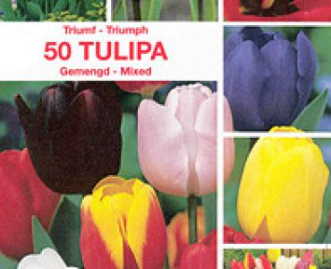 Лалета класически микс 50 бр (пакет)