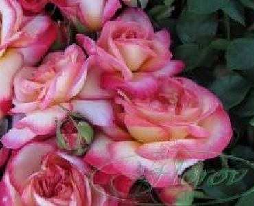 Облагородена катереща роза Флоров: Каталожен номер 49