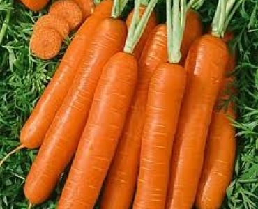 моркови Корал F1