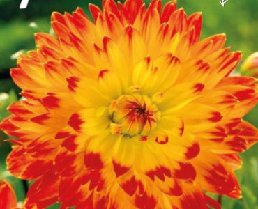 Далия Decorative Procyon