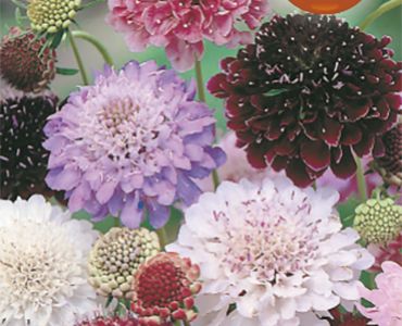 Скабиоза микс`SG