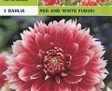 далия Red and White Fubuki