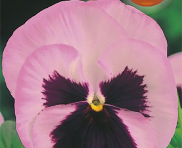 Теменуга розова`SG