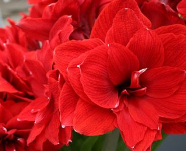 Амарилис кичест (Amaryllis Hippeastrum) Double Dragon