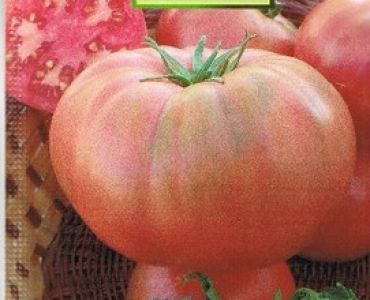 домати Розов идеал