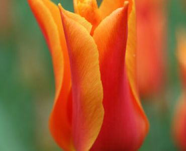 лале Lilyflowering Ballerina