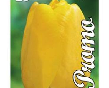 Лале Darwin Hybrid-Yellow