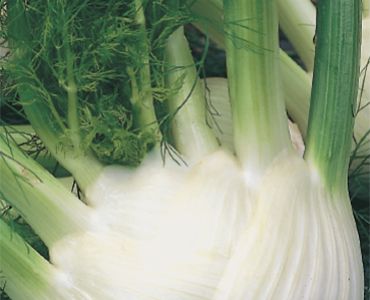 резене Романеско`SG