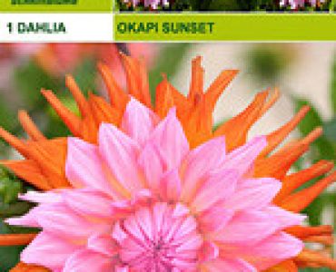 далия Okapi's Sunset