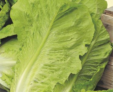 салата Bionda Lenta Montare`SG