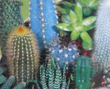 Кактуси и сукулентни (семена)