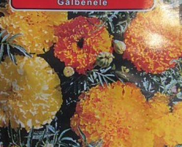 Тагетес кичест