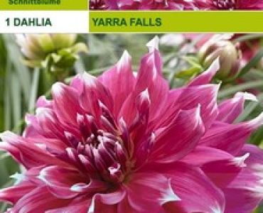 далия Yarra Falls