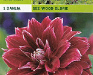 далия See Wood Glorie