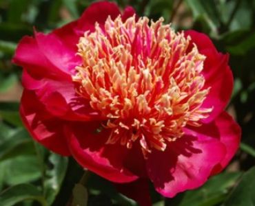 Божур Sword Dance