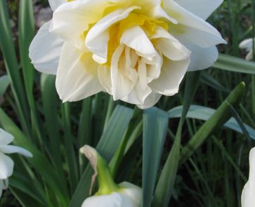 Нарцис White Lion 