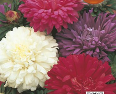 Астра Американски микс`SG