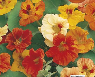 Латинка ниска Кичеста SG