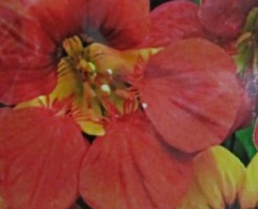 Латинка катерлива