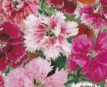 Китайски карамфил`SG 