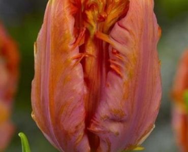 лале Parrot Ego Parrot