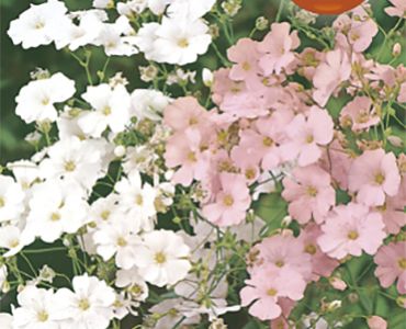 Гипсофила Елеганс`SG