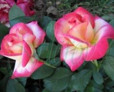 Облагородена храстовидна роза Флоров: Каталожен номер 04