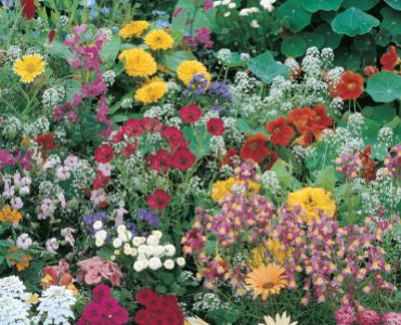 Смес от цветя- Японска ливада