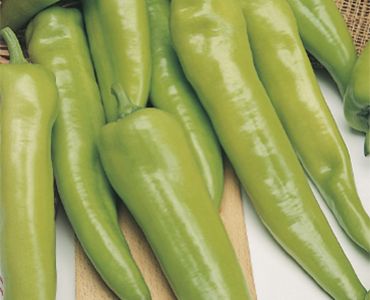 пипер Сиврия`SG