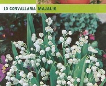 Момина сълза (Convallaria majalis) 10бр.