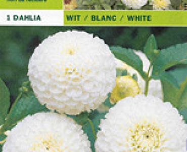 далия pompon White