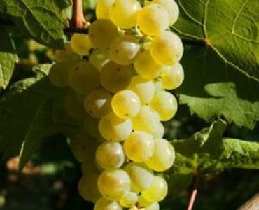 Холандско бяло десертно грозде